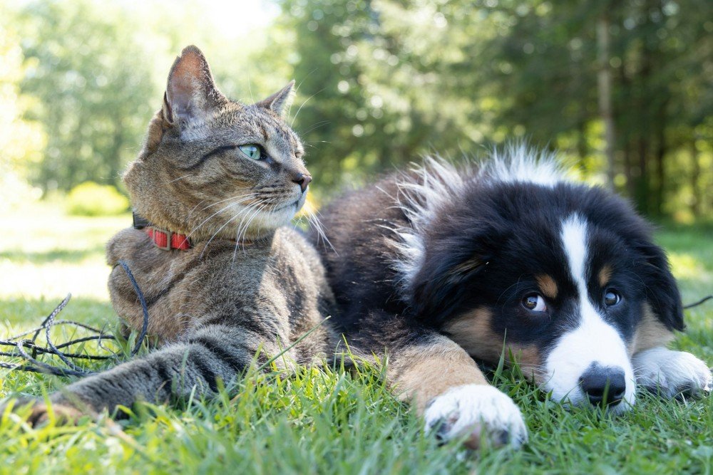 Un chat et un chien réunis en extérieur, représentant le parcours de certification double espèce